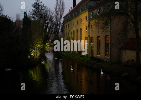 Cigni su Minnewater a Bruges, Belgio, la sera. Foto Stock