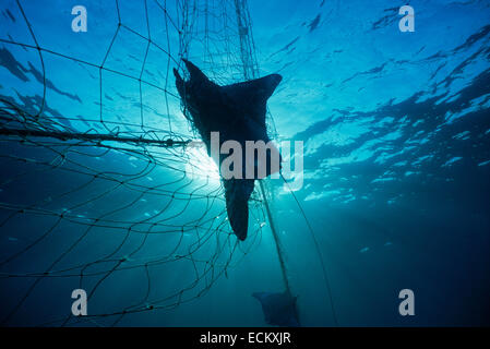 Mante (Manta birostris) catturati in reti da imbrocco; Huatabampo, Messico, Mare di Cortez, Oceano Pacifico Foto Stock