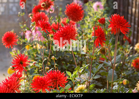 Red Cactus Dahlia 'Bergers Record' nel confine di fiori Foto Stock