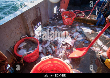 Fisherman spalare le catture accessorie di piccoli Skate (Leucoraja erinacea), American Astici (Homarus americanus) Limanda e passera pianuzza Foto Stock