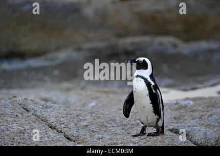 A piedi i Penguins africani (Spheniscus demersus) presso la colonia di massi. ( Jackass penguin e nero-footed penguin) Foto Stock