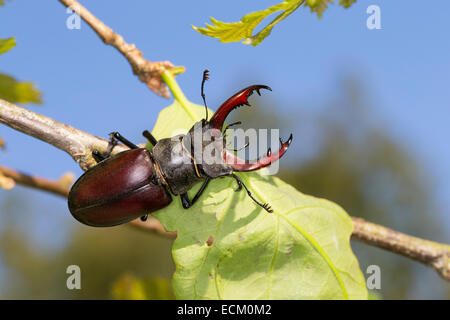 Unione stag beetle, feste di addio al celibato-maggiolino, maschio, Hirschkäfer, Männchen, Lucanus cervus, Schröter, Lucanidae, feste di addio al celibato coleotteri Foto Stock