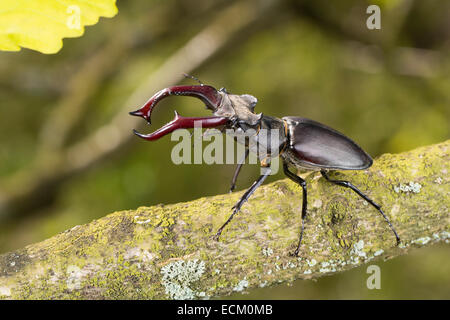 Unione stag beetle, feste di addio al celibato-maggiolino, maschio, Hirschkäfer, Männchen, Lucanus cervus, Schröter, Lucanidae, feste di addio al celibato coleotteri Foto Stock