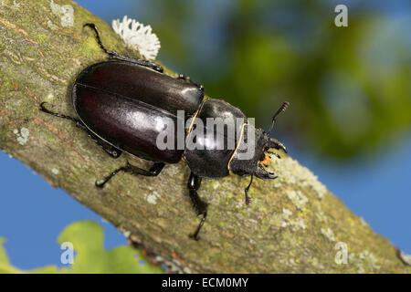 Unione stag beetle, feste di addio al celibato-maggiolino, femmina, Hirschkäfer, Weibchen, Lucanus cervus, Schröter, Lucanidae, feste di addio al celibato coleotteri Foto Stock