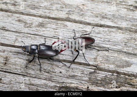 Unione stag beetle, feste di addio al celibato-maggiolino, maschio, femmina, coppia, Hirschkäfer, Männchen, Weibchen, Pärchen, Lucanus cervus, feste di addio al celibato coleotteri Foto Stock