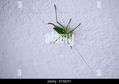 Dalle lunghe corna grasshopper in una parete Foto Stock