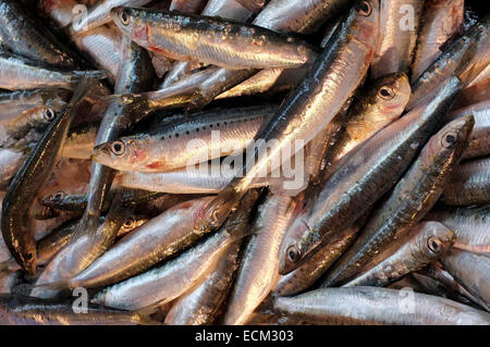 Sardine in vendita al mercato di Vaison-la-Romaine, Vaucluse Provence, Francia. Foto Stock