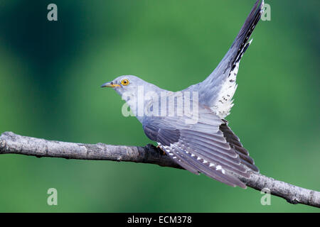 Cuculus canorus, cuculo comune. Uccello selvatico in un habitat naturale. Fotografia della fauna selvatica. Foto Stock