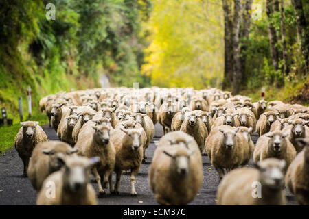 Gregge di ovini essendo herded all'autostrada 43, Taranaki, Isola del nord, Nuova Zelanda Foto Stock