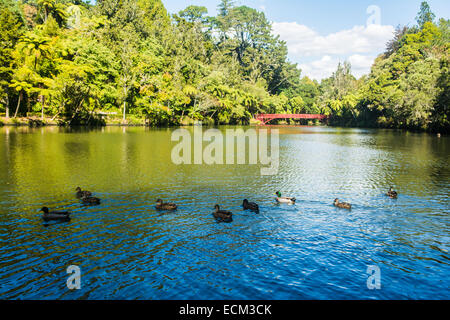 Parco Pukekura, New Plymouth, Isola del nord, Nuova Zelanda Foto Stock