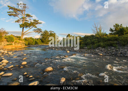 Stony River, Okato, Isola del nord, Nuova Zelanda Foto Stock