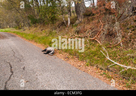 Un infelice unione Badger, Meles meles, ucciso su una piccola strada scozzese. Foto Stock