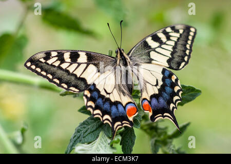 Farfalla a coda di rondine in appoggio sulla pianta - Papilio machaon ssp. britannicus Foto Stock