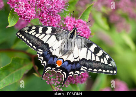 Farfalla a coda di rondine in appoggio sul Spiraea japonica fiori nel giardino - Papilio machaon ssp. britannicus Foto Stock