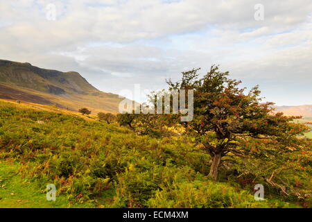 Un albero di biancospino cresce accanto al percorso di Pony su Cadair Idris. Carnedd Lwyd e Tyrrau Mawr può essere visto in background Foto Stock