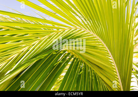 Belle foglie di palma di palma in presenza di luce solare Foto Stock