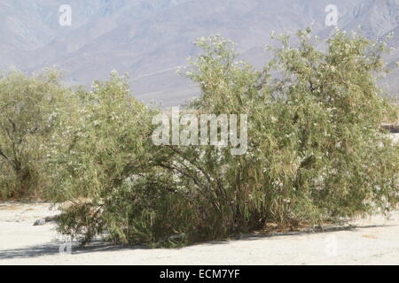 Boccola del deserto nel deserto della California Foto Stock