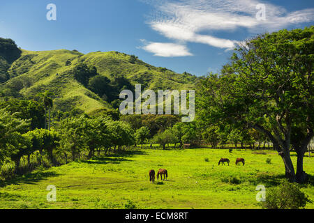 Cavalli al pascolo su erba verde della terra ranch a fianco di una montagna ad ovest di Puerto Plata Repubblica Dominicana Foto Stock