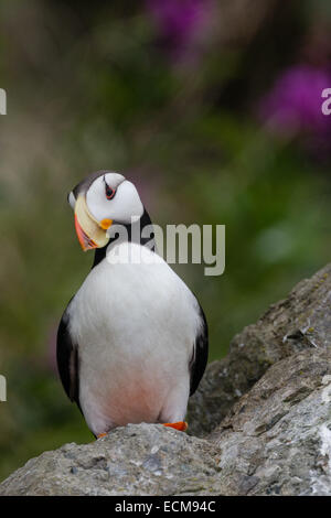 Cornuto Puffin sorge lungo le rocce nei pressi del Cook Inlet a Isola d'anatra vicino il Parco Nazionale del Lago Clark, Alaska. Foto Stock