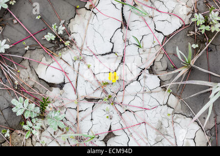 Un fiore solitario tra il fango di cracking e vining vegetazione lungo la costa del Cook Inlet presso il Parco Nazionale del Lago Clark, Alaska Foto Stock