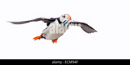 Cornuto Puffin che trasportano il pesce torna alla sua famiglia lungo il Cook Inlet a Isola d'anatra vicino il Parco Nazionale del Lago Clark, Alaska. Foto Stock