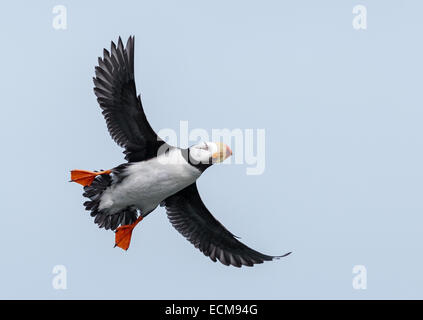 Cornuto Puffin in volo lungo il Cook Inlet a Isola d'anatra vicino il Parco Nazionale del Lago Clark, Alaska. Foto Stock