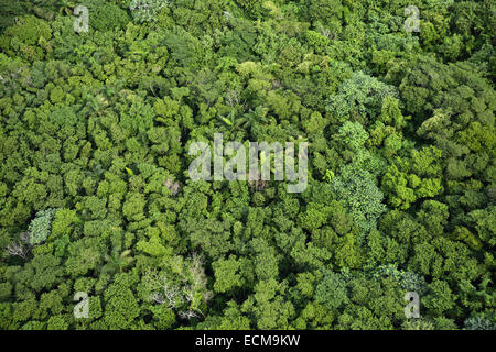 Vista aerea della foresta pluviale tropicale treetops sul monte Isabel de Torres Puerto Plata Repubblica Dominicana Foto Stock