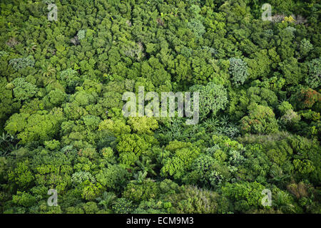 Vista aerea del verde cime della foresta di pioggia alberi sul monte Isabel de Torres Puerto Plata Repubblica Dominicana Foto Stock