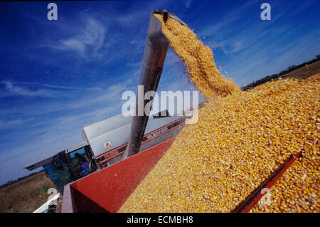 Un gleaner Mietitrebbia mais raccolti in un rimorchio di attesa nel midwestern Stati Uniti. Foto Stock