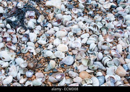 Lavato fino conchiglie sulla spiaggia occidentale, Littlehampton. La maggior parte sono delle Pianelle Limpet, una specie americane Foto Stock