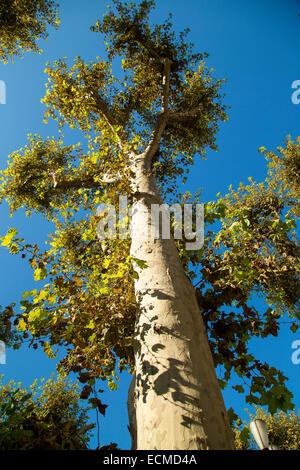 Albero piano in Provence cercando in verticale Foto Stock