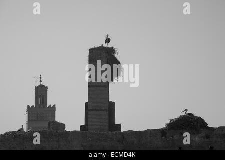 Nidificazione di cicogne a Marrakech, Marocco Foto Stock