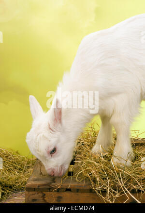 Dieci giorni di età poco bianco baby latte di capra Foto Stock