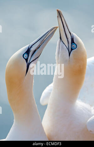 Northern Gannet (Morus bassanus), Lange Anna bird rock, colonia di allevamento, corteggiamento, Isola di Helgoland, Schleswig-Holstein, Germania Foto Stock