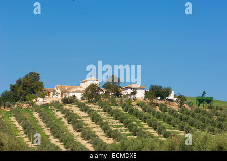 Cortijo e ulivi paesaggio, Sierra de Cazorla, Segura y Las Villas parco naturale, provincia di Jaén, Andalusia, Spagna, Europa Foto Stock