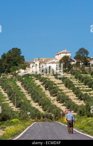 Cortijo e ulivi paesaggio, Sierra de Cazorla, Segura y Las Villas parco naturale, provincia di Jaén, Andalusia, Spagna, Europa Foto Stock