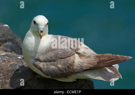 Northern fulmar (Fulmarus glacialis) Foto Stock