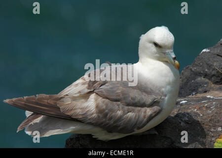 Northern fulmar (Fulmarus glacialis) Foto Stock