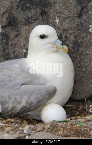 Northern fulmar (Fulmarus glacialis) Foto Stock