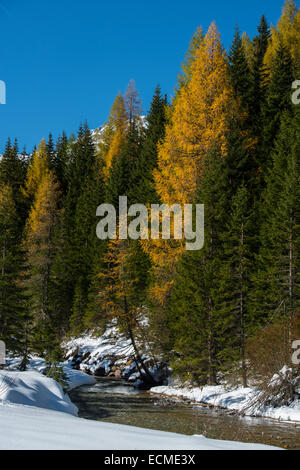 Autunno nel parco Riedingtal parco naturale, i colori autunnali, larici, prima neve, Riedingbach, Zederhaus, Lungau, Salisburgo Foto Stock