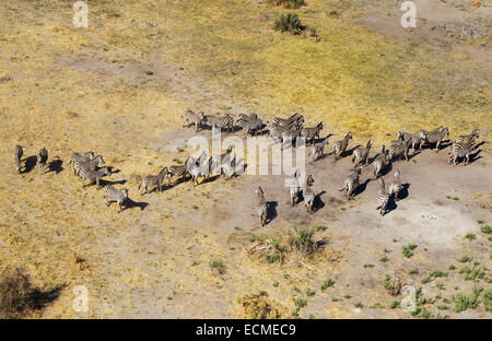 La Burchell zebre (Equus quagga burchelli), vista aerea, Okavango Delta, Moremi Game Reserve, Botswana Foto Stock