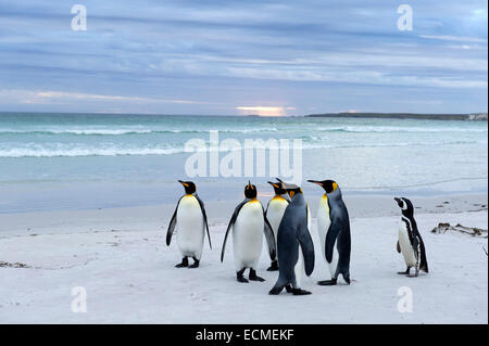 Re pinguini (Aptenodytes patagonicus) e un Magellanic Penguin (Spheniscus magellanicus), Volunteer Point Foto Stock