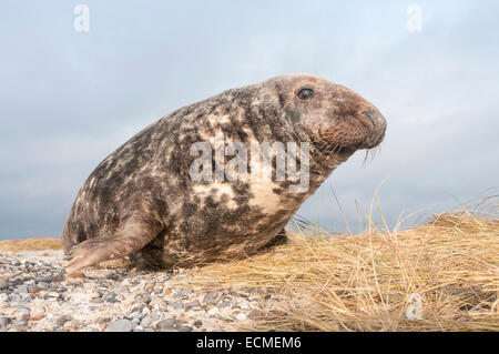 Guarnizione grigio (Halichoerus grypus), maschio, Isola di Helgoland, Schleswig-Holstein, Germania Foto Stock