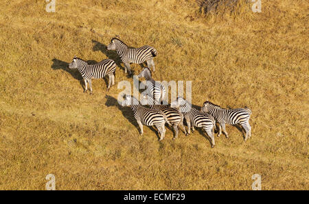 La Burchell zebre (Equus quagga burchelli), vista aerea, Okavango Delta, Botswana Foto Stock