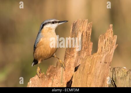 Picchio muratore (Sitta europaea) sul vecchio tronco di albero, Germania Foto Stock