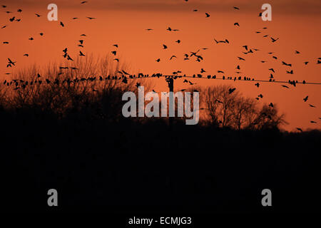 Rook (Corvus frugilegus) Foto Stock