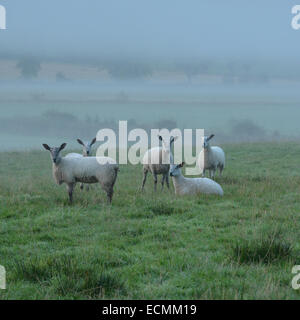 Piccolo gregge di pecore curioso fissando in telecamera Foto Stock