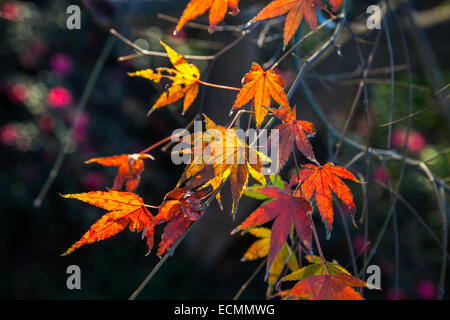 Colorata di rosso e di giallo Foglie di autunno nella luce del sole su dark sfondo sfocato Foto Stock