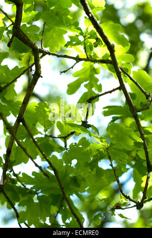 Guardando verso il cielo attraverso le foglie giovani di una quercia Foto Stock