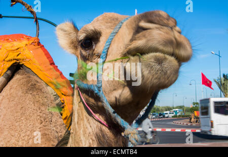 Marrakech marocco close up del camel mangiare erba sulla strada vicino alla Moschea Koutoubia in centro città Foto Stock